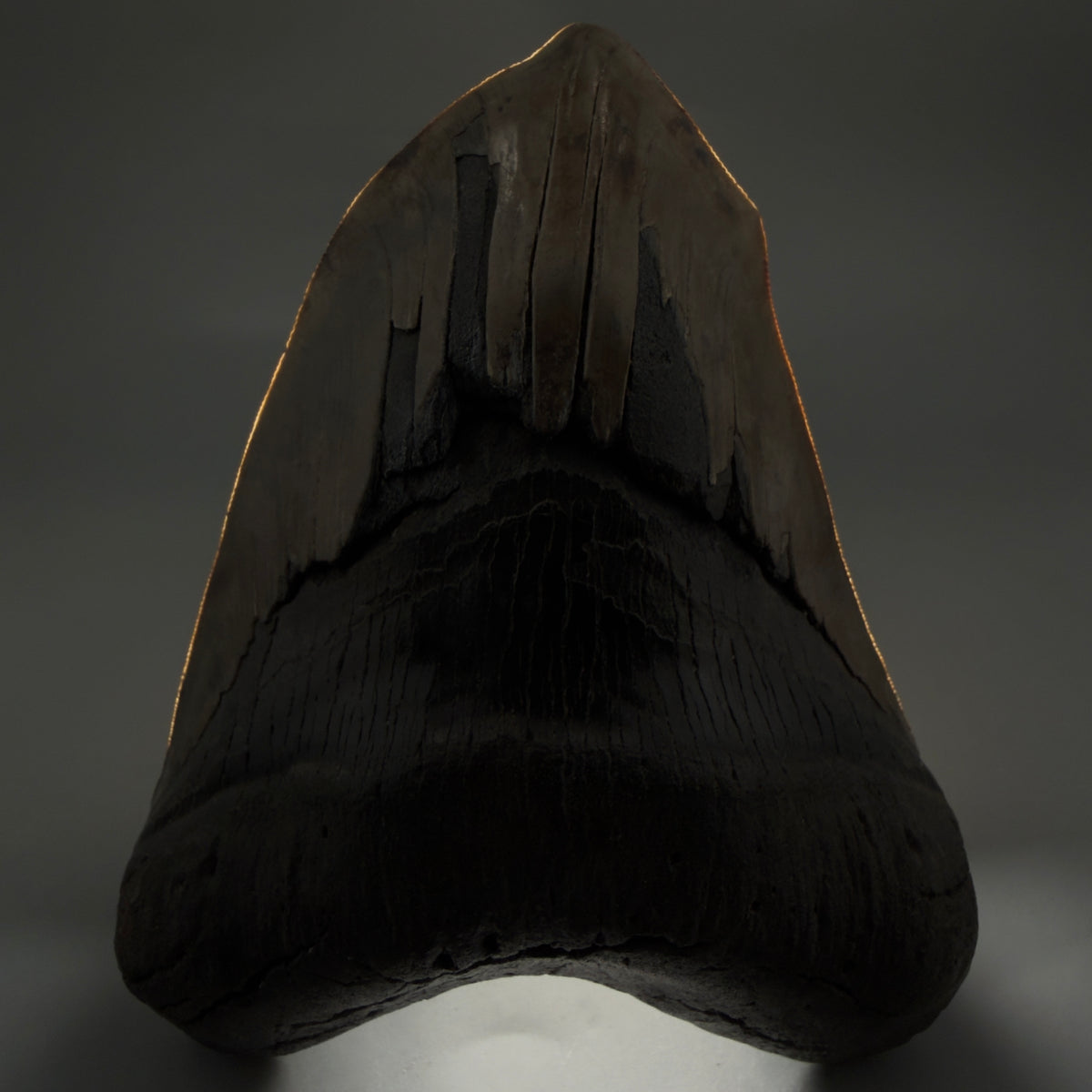 Front View Beautiful, Deformed, serrated 5.56" Fossil Megalodon Tooth - South Carolina megalodonteeth.com CM6600 - 3