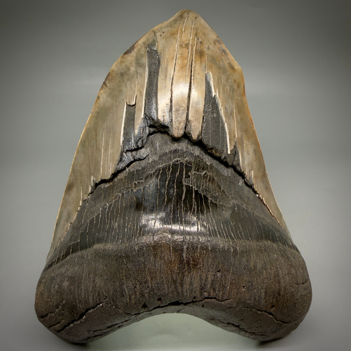 Front View Beautiful, Deformed, serrated 5.56" Fossil Megalodon Tooth - South Carolina megalodonteeth.com CM6600 - 4