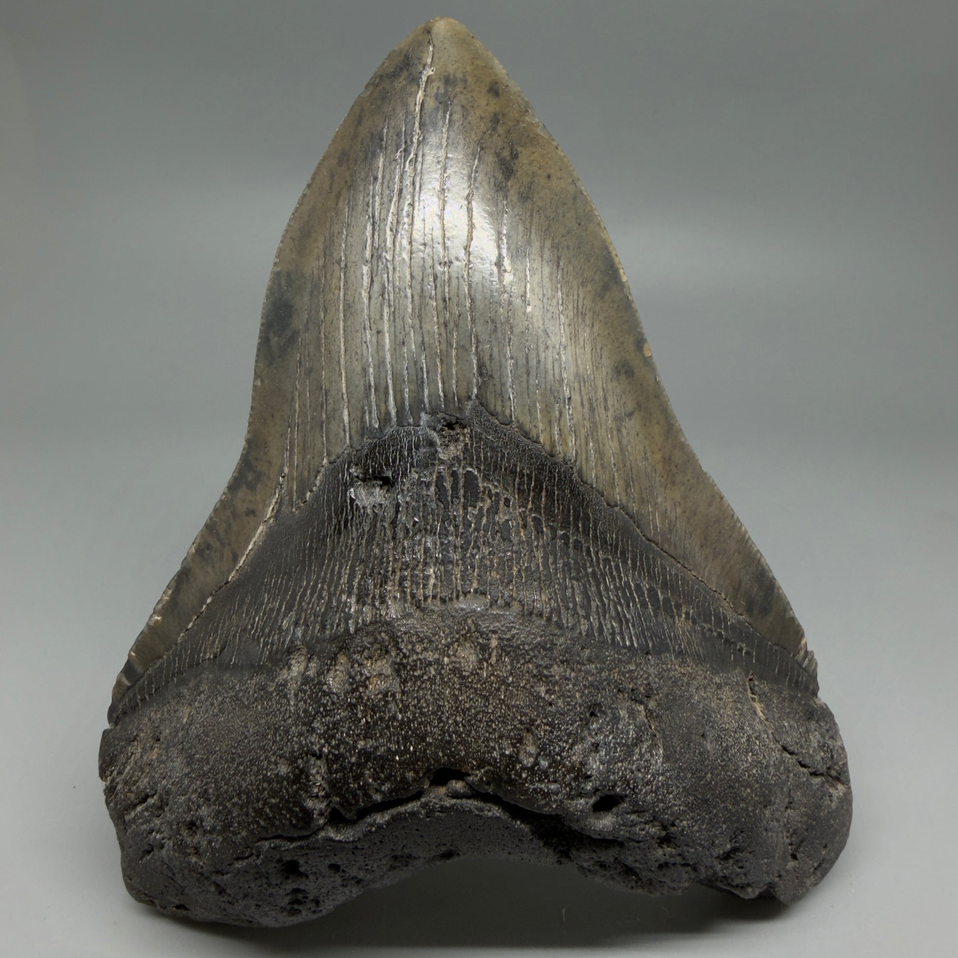 Front View Beautiful, Large 5.50" Fossil Megalodon Tooth - South Carolina CM6262