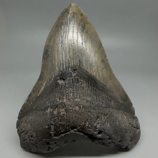 Front View Beautiful, Large 5.50" Fossil Megalodon Tooth - South Carolina CM6262