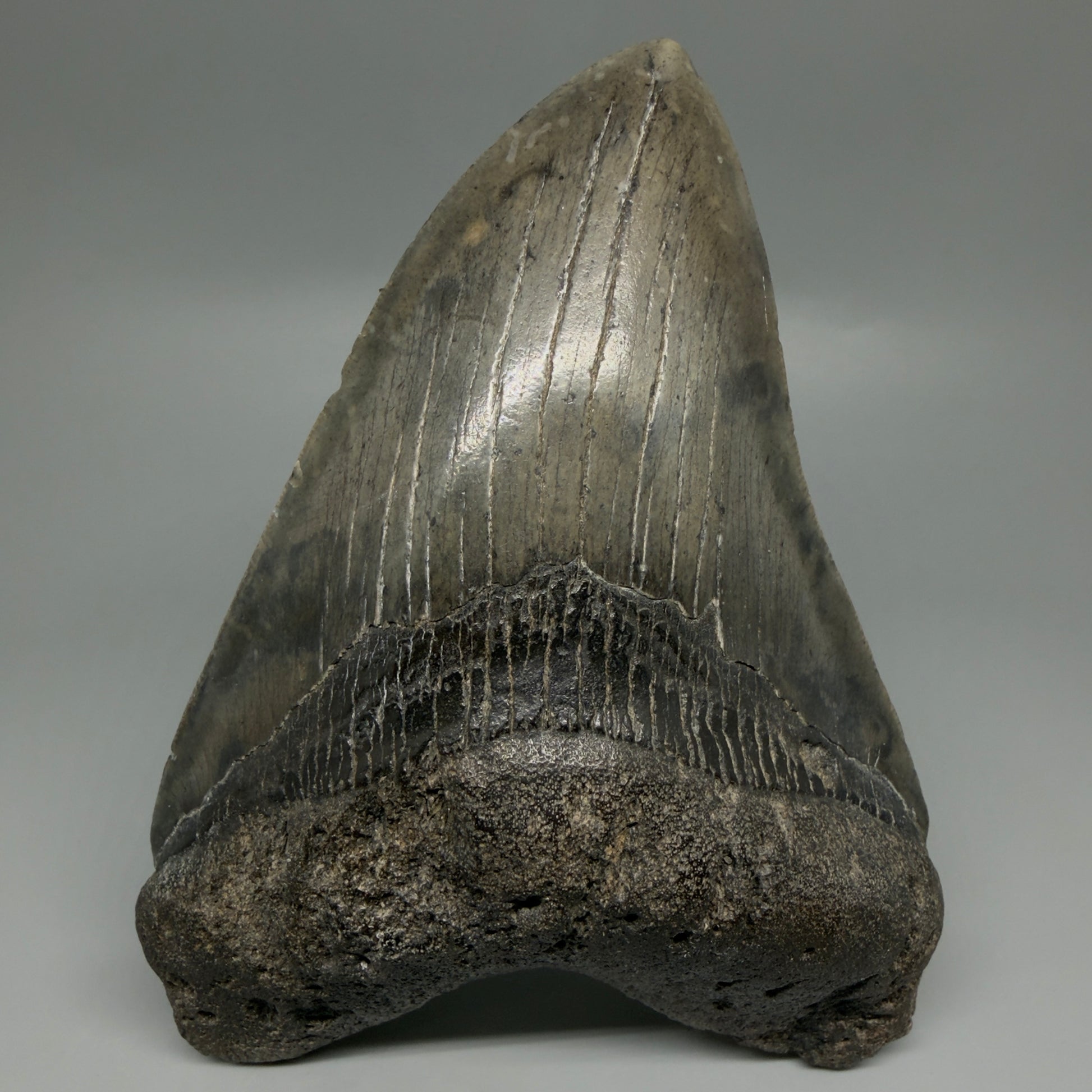 Front View Beautiful, Large 5.80" Fossil Megalodon Tooth - South Carolina CM6263