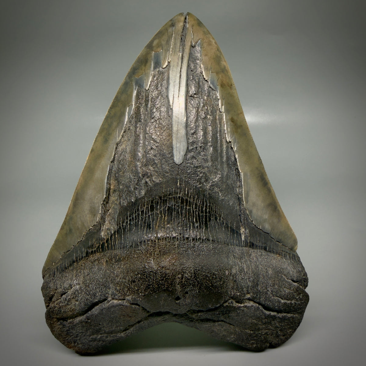 Front View Beautiful, Large 5.98" Fossil Megalodon Tooth - South Carolina megalodonteeth.com CM6602