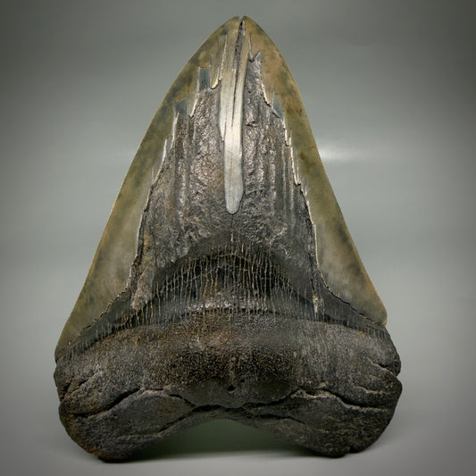 Front View Beautiful, Large 5.98" Fossil Megalodon Tooth - South Carolina megalodonteeth.com CM6602