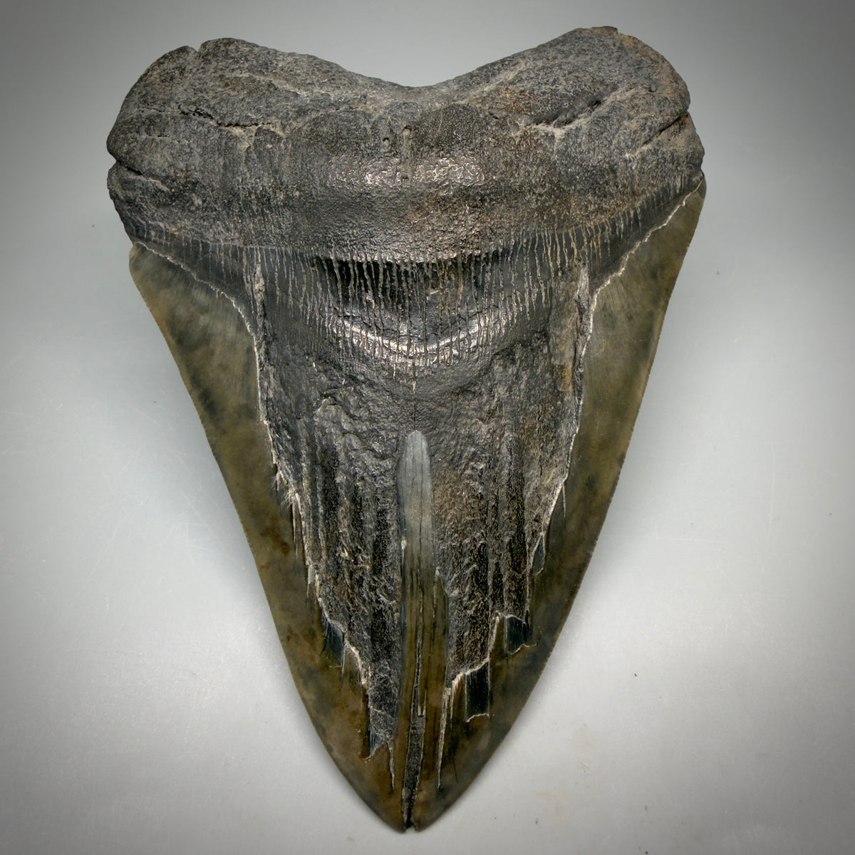 Front View Beautiful, Large 5.98" Fossil Megalodon Tooth - South Carolina megalodonteeth.com CM6602 - 1