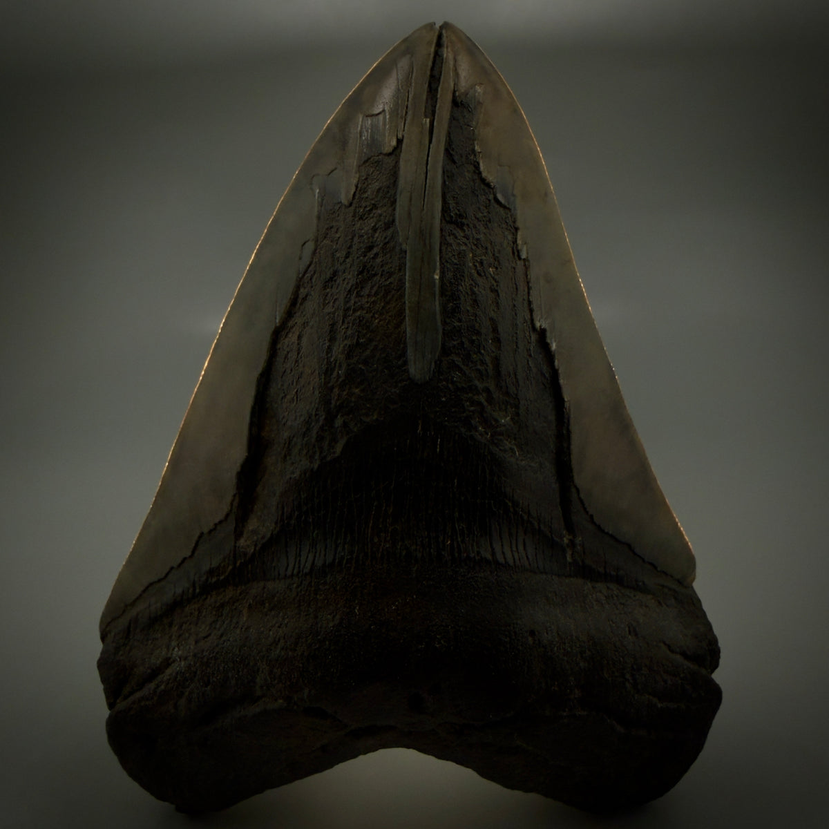 Front View Beautiful, Large 5.98" Fossil Megalodon Tooth - South Carolina megalodonteeth.com CM6602 - 2