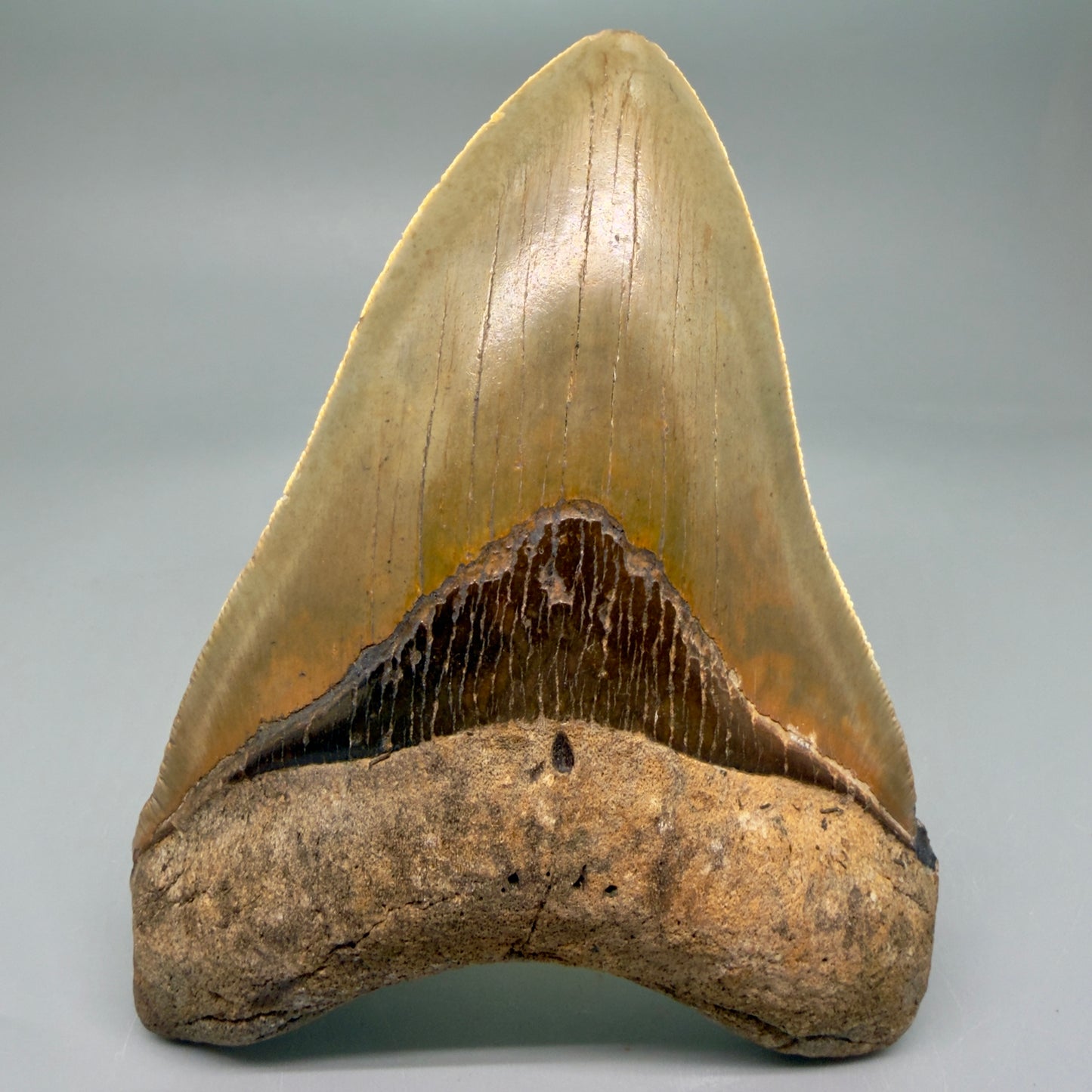 Front View Beautiful, Serrated 4.92" Fossil Megalodon Tooth - Wilmington North Carolina - Collector's Quality CM5851