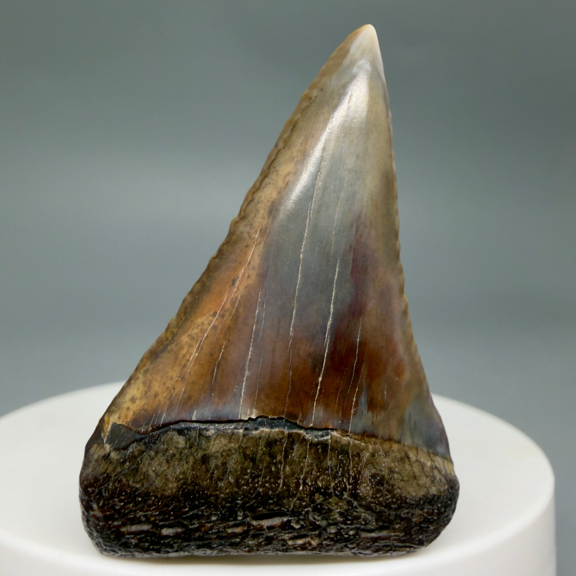 Front View Beautiful, colorful 1.79" long Fossil Great White Tooth from the deserts of Peru GW1359 - 1