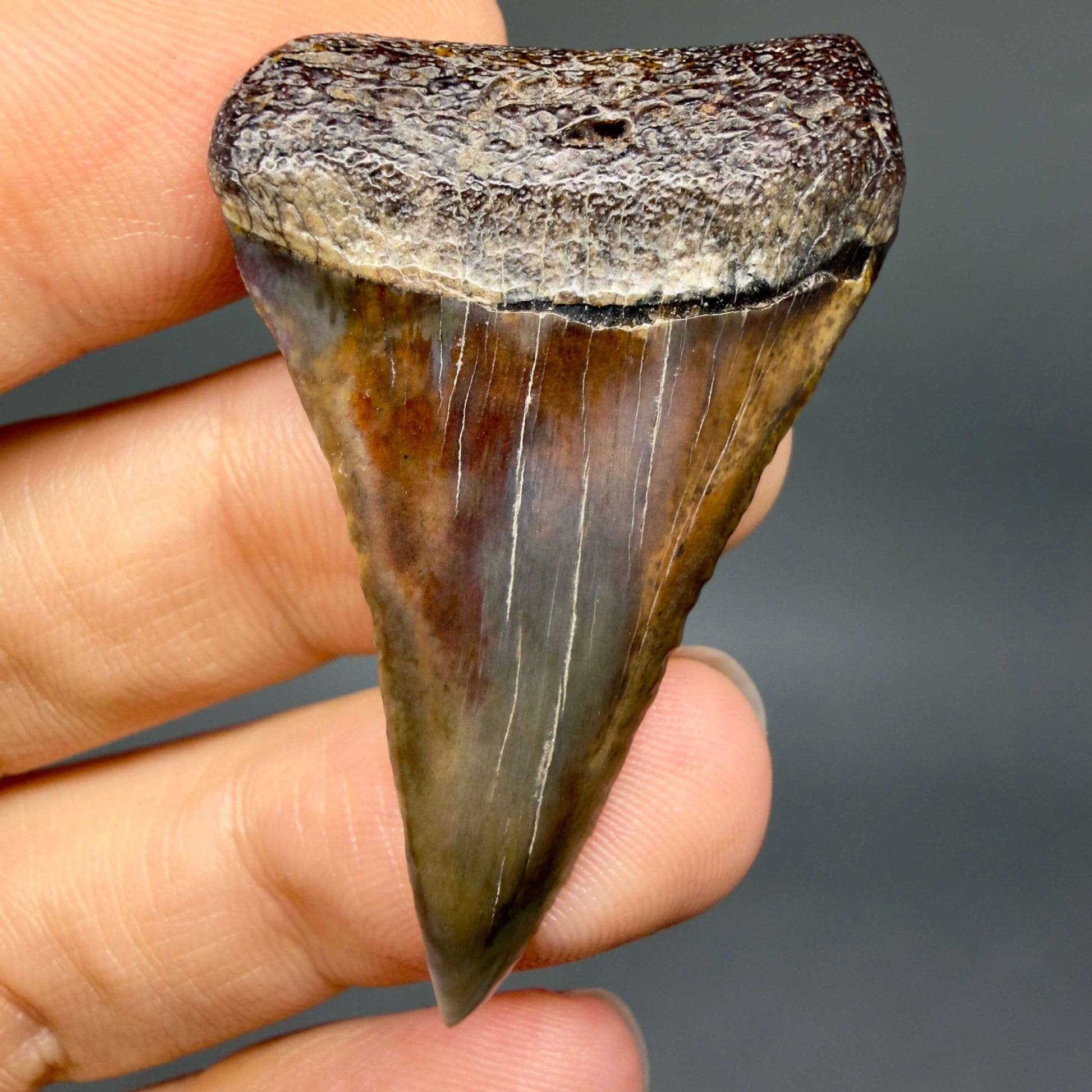 Front View Beautiful, colorful 1.79" long Fossil Great White Tooth from the deserts of Peru GW1359