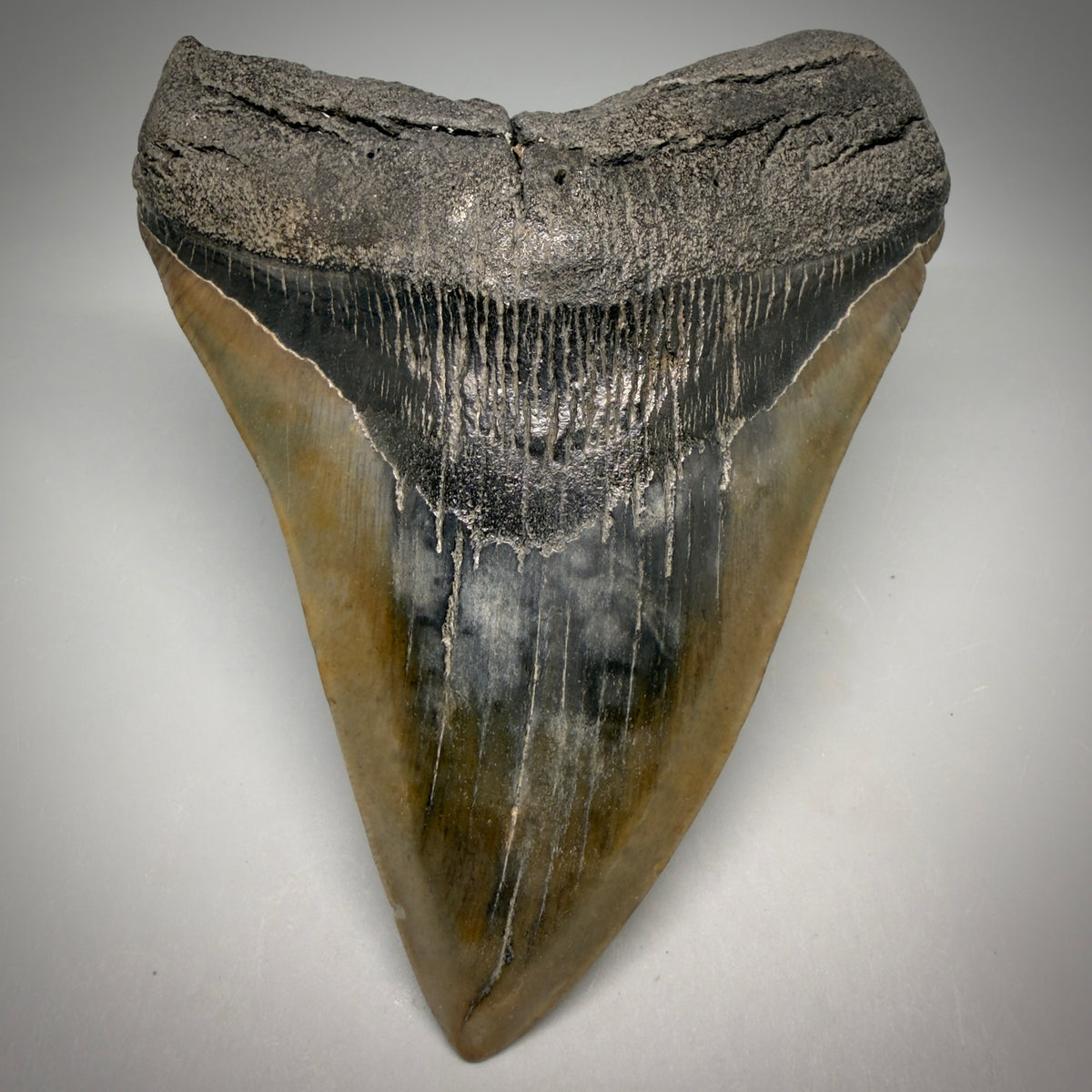 Front View Beautiful, colorful 5.21" Fossil Megalodon Tooth - South Carolina megalodonteeth.com CM6596