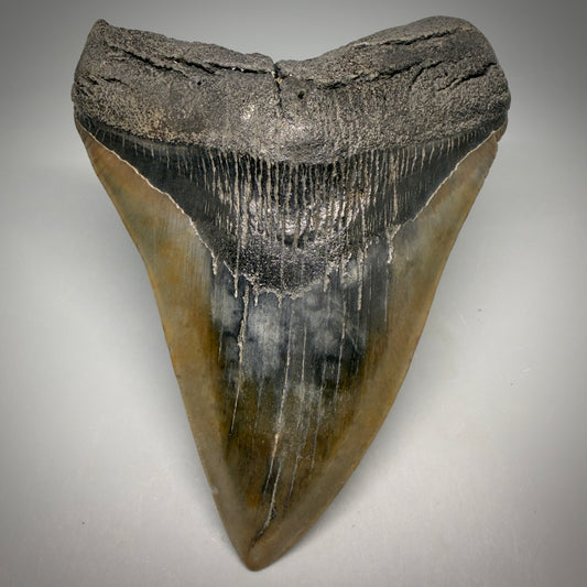 Front View Beautiful, colorful 5.21" Fossil Megalodon Tooth - South Carolina megalodonteeth.com CM6596