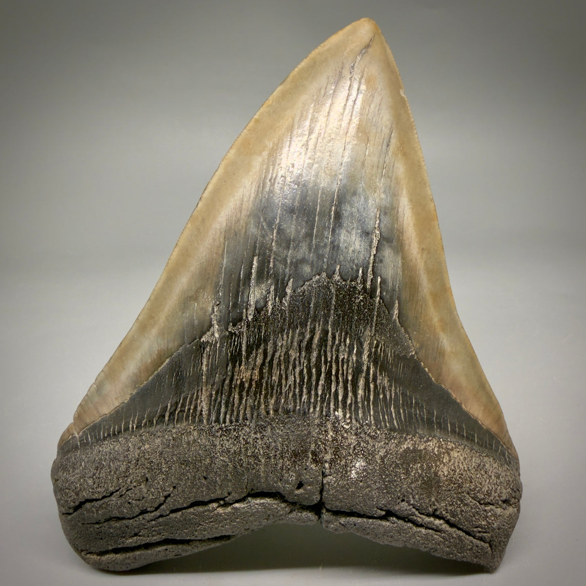 Front View Beautiful, colorful 5.21" Fossil Megalodon Tooth - South Carolina megalodonteeth.com CM6596 - 1