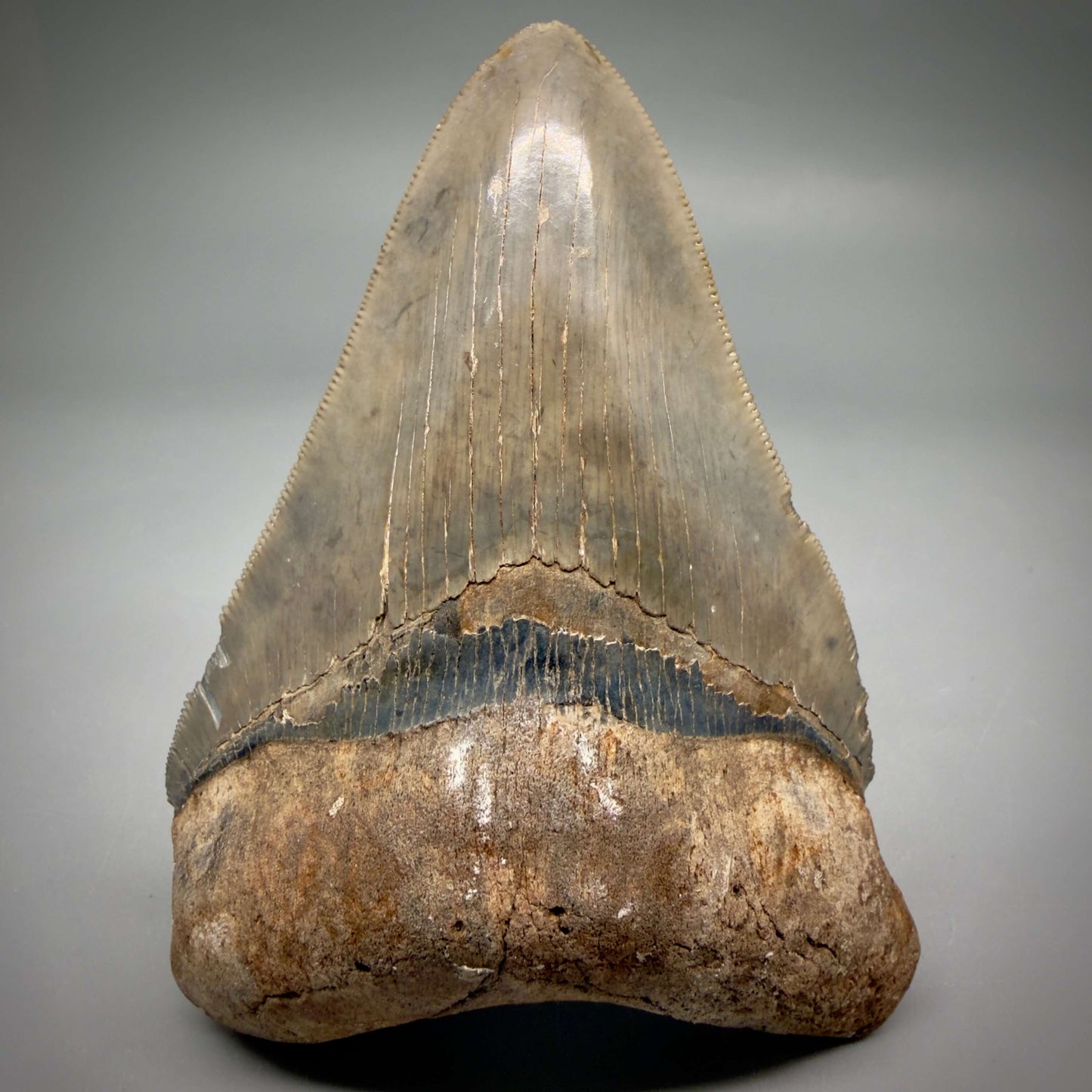 Front View Beautiful colors and prints, sharply serrated 4.22" Fossil Megalodon Shark Tooth from South Carolina MJ158