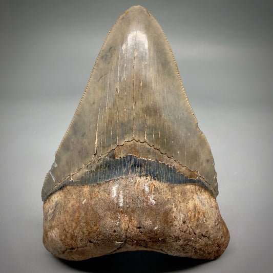 Front View Beautiful colors and prints, sharply serrated 4.22" Fossil Megalodon Shark Tooth from South Carolina MJ158
