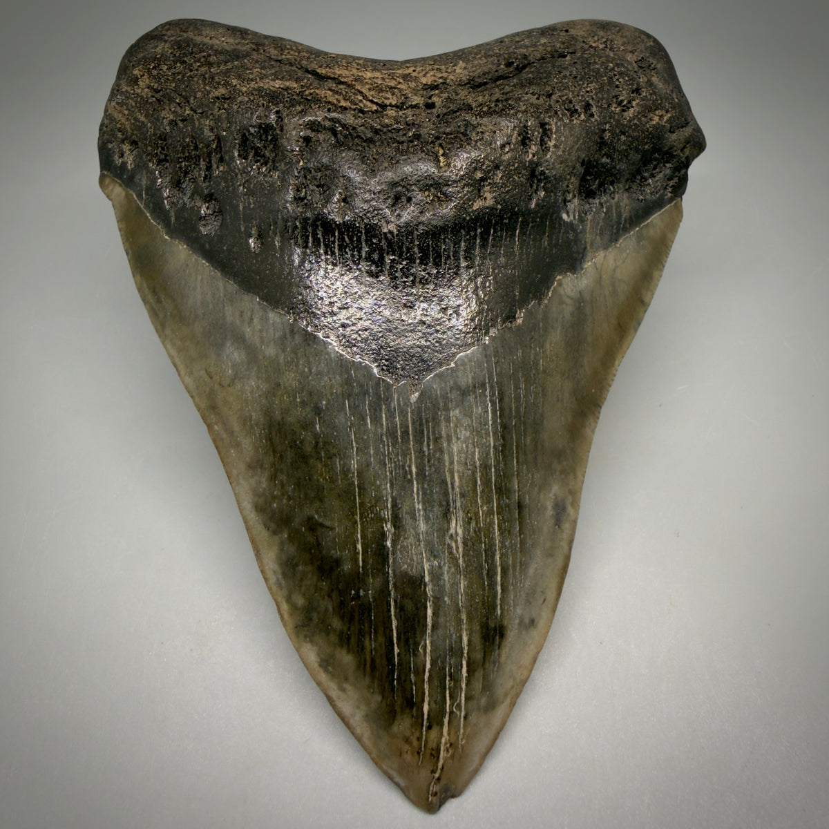 Front View Beautiful, heart-shaped 5.12" Fossil Megalodon Tooth - South Carolina megalodonteeth.com CM6597