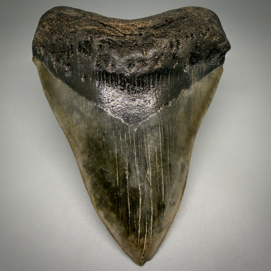 Front View Beautiful, heart-shaped 5.12" Fossil Megalodon Tooth - South Carolina megalodonteeth.com CM6597