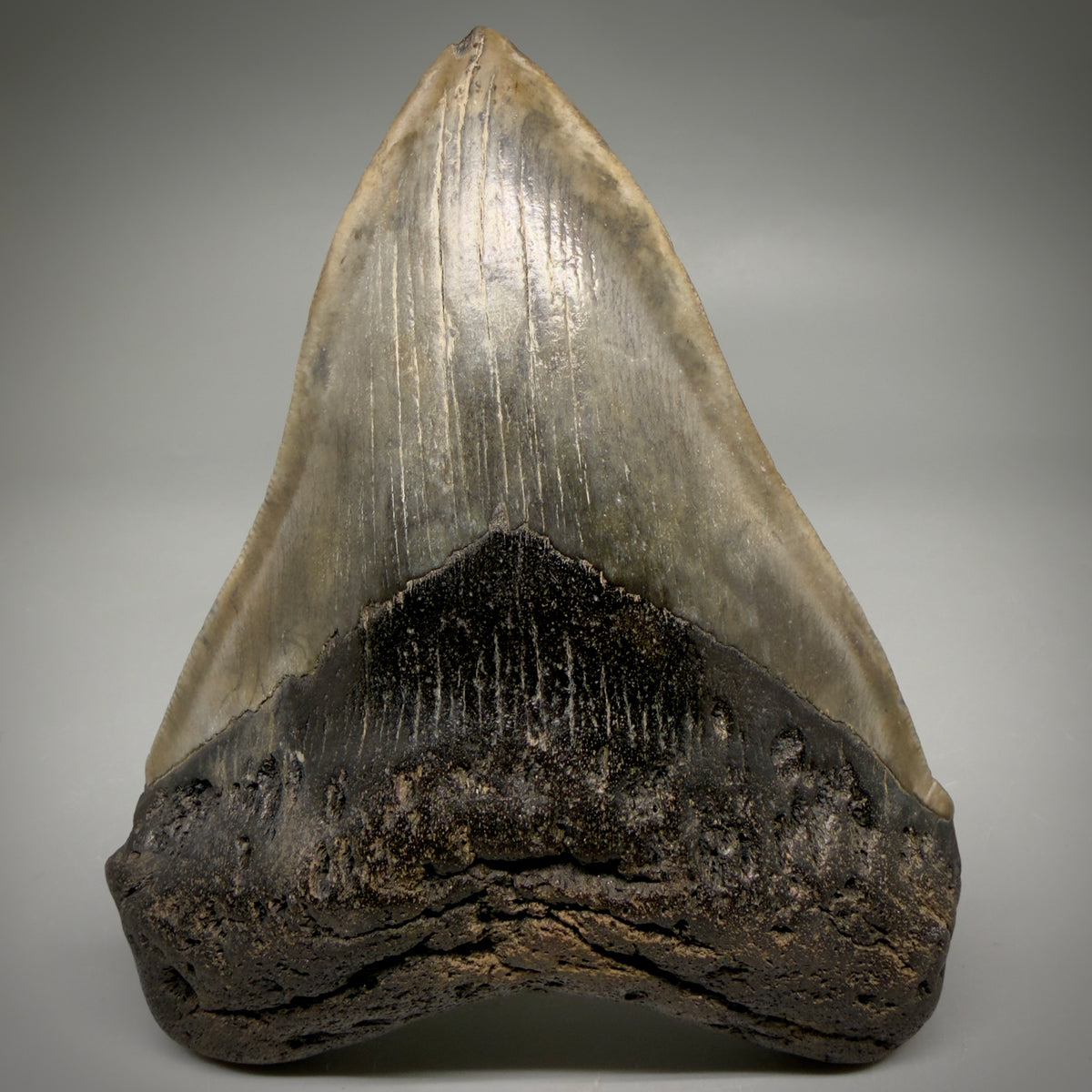 Front View Beautiful, heart-shaped 5.12" Fossil Megalodon Tooth - South Carolina megalodonteeth.com CM6597 - 1