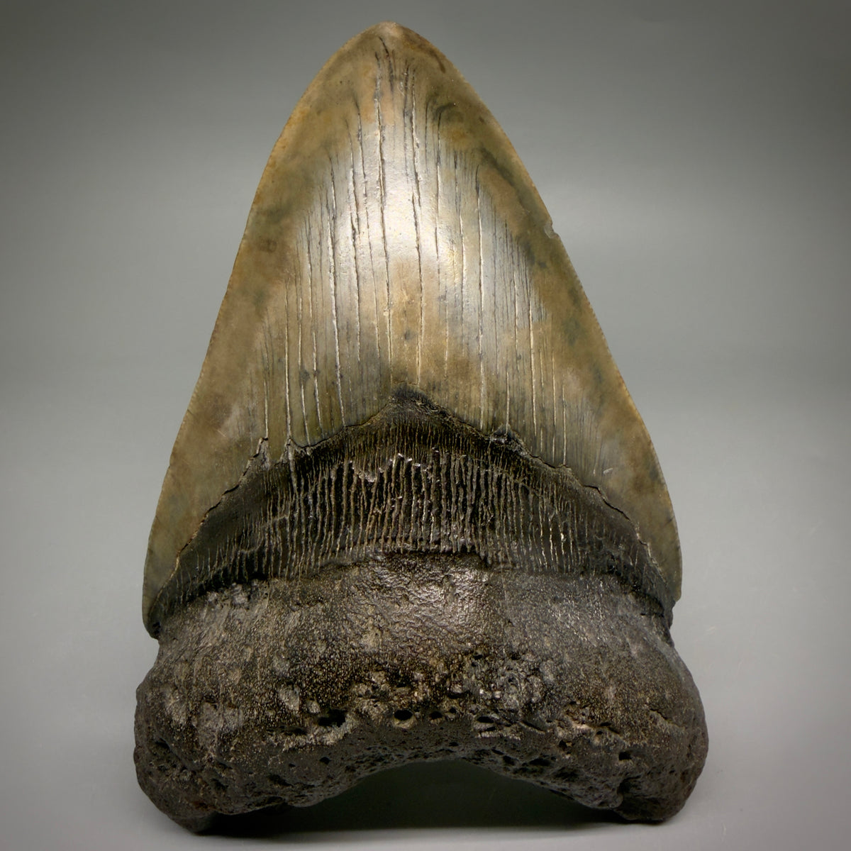 Front View Beautiful, heart-shaped 5.58" Fossil Megalodon Tooth - South Carolina megalodonteeth.com CM6599