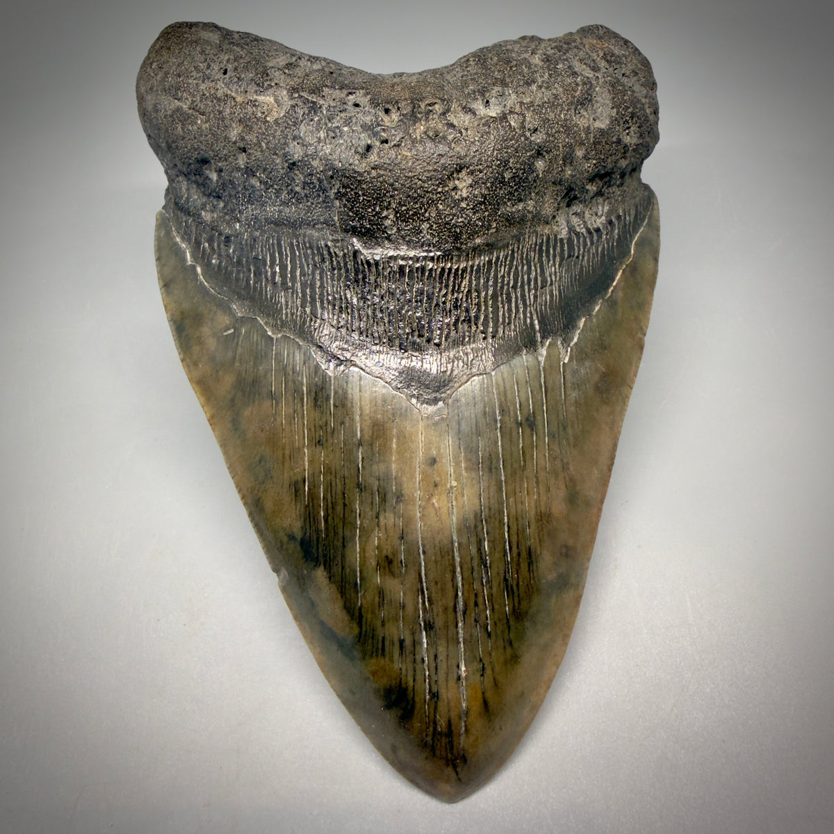 Front View Beautiful, heart-shaped 5.58" Fossil Megalodon Tooth - South Carolina megalodonteeth.com CM6599 - 1