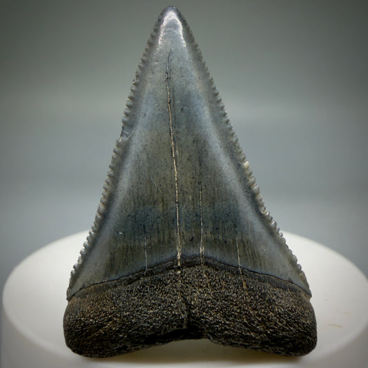 Front View Beautiful, serrated 1.82" Fossil Great White Shark Tooth - South Carolina megalodonteeth.com GW1401
