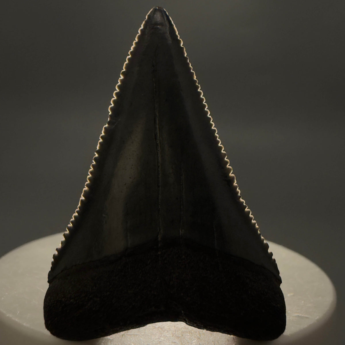 Front View Beautiful, serrated 1.82" Fossil Great White Shark Tooth - South Carolina megalodonteeth.com GW1401 - 1