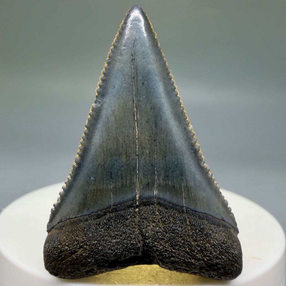 Front View Beautiful, serrated 1.82" Fossil Great White Shark Tooth - South Carolina megalodonteeth.com GW1401 - 2