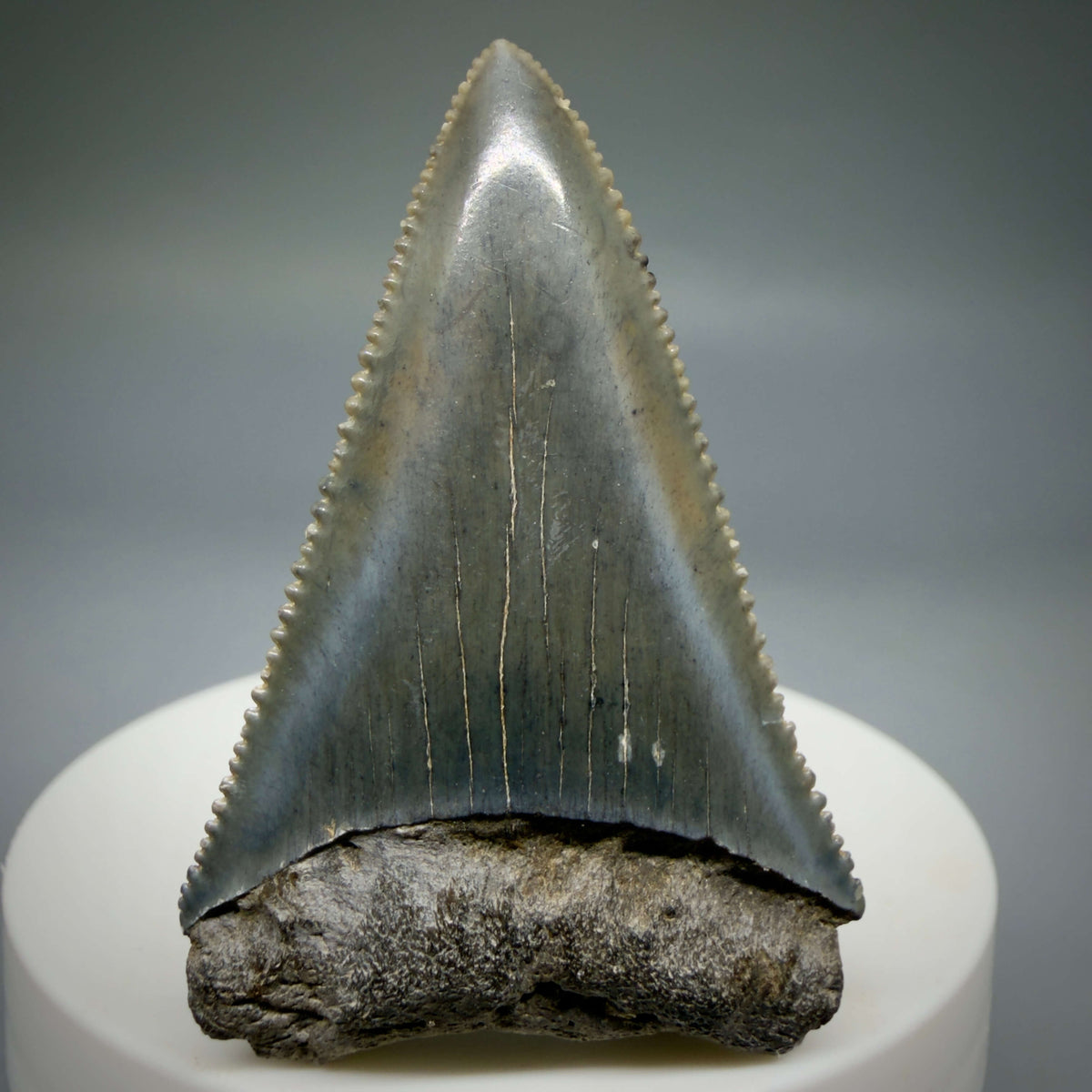 Front View Beautiful, serrated 2.06" Fossil Great White Shark Tooth - South Carolina megalodonteeth.com GW1402