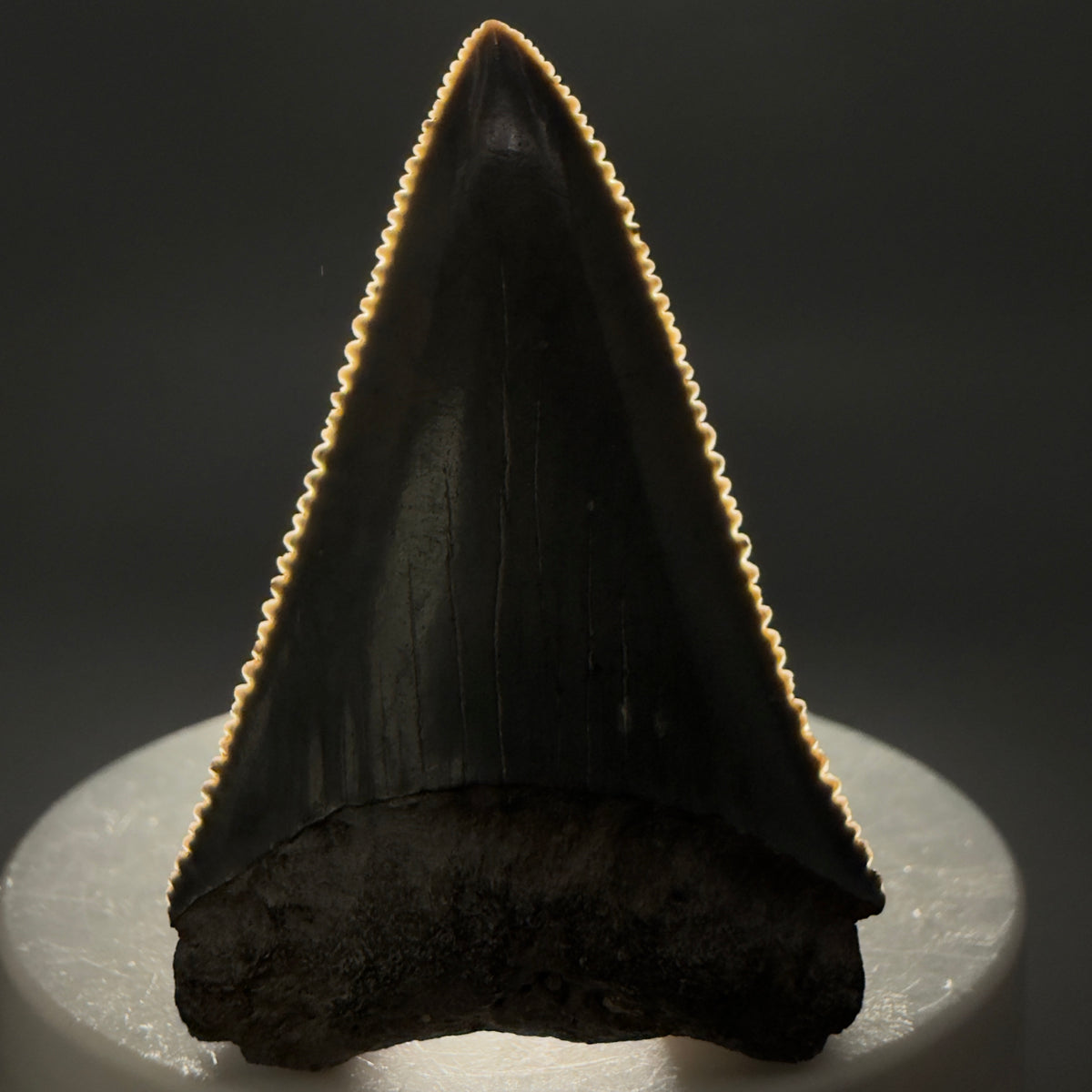 Front View Beautiful, serrated 2.06" Fossil Great White Shark Tooth - South Carolina megalodonteeth.com GW1402 - 1