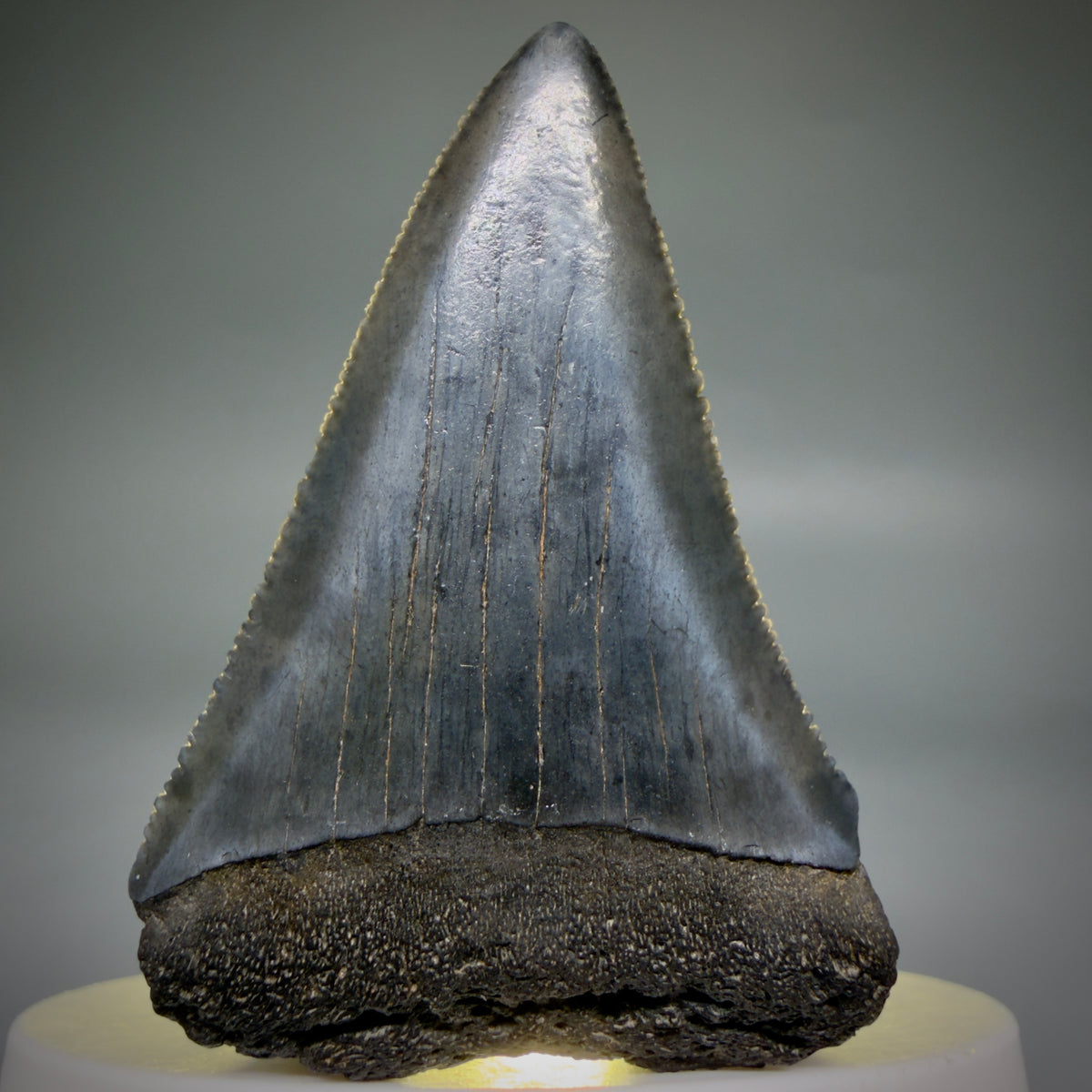 Front View Beautiful, serrated 2.13" Fossil Great White Shark Tooth - South Carolina megalodonteeth.com GW1388