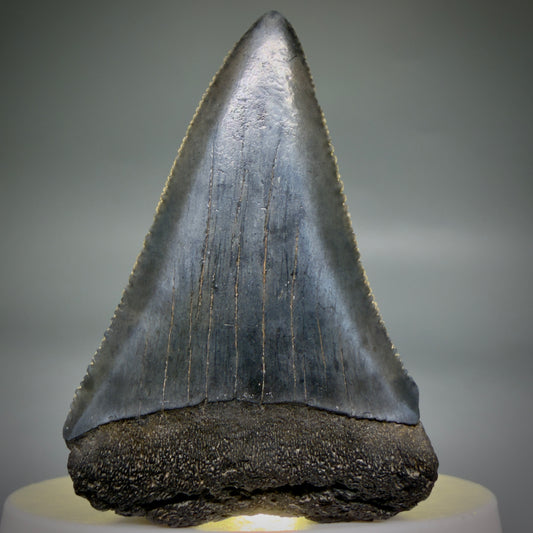 Front View Beautiful, serrated 2.13" Fossil Great White Shark Tooth - South Carolina megalodonteeth.com GW1388