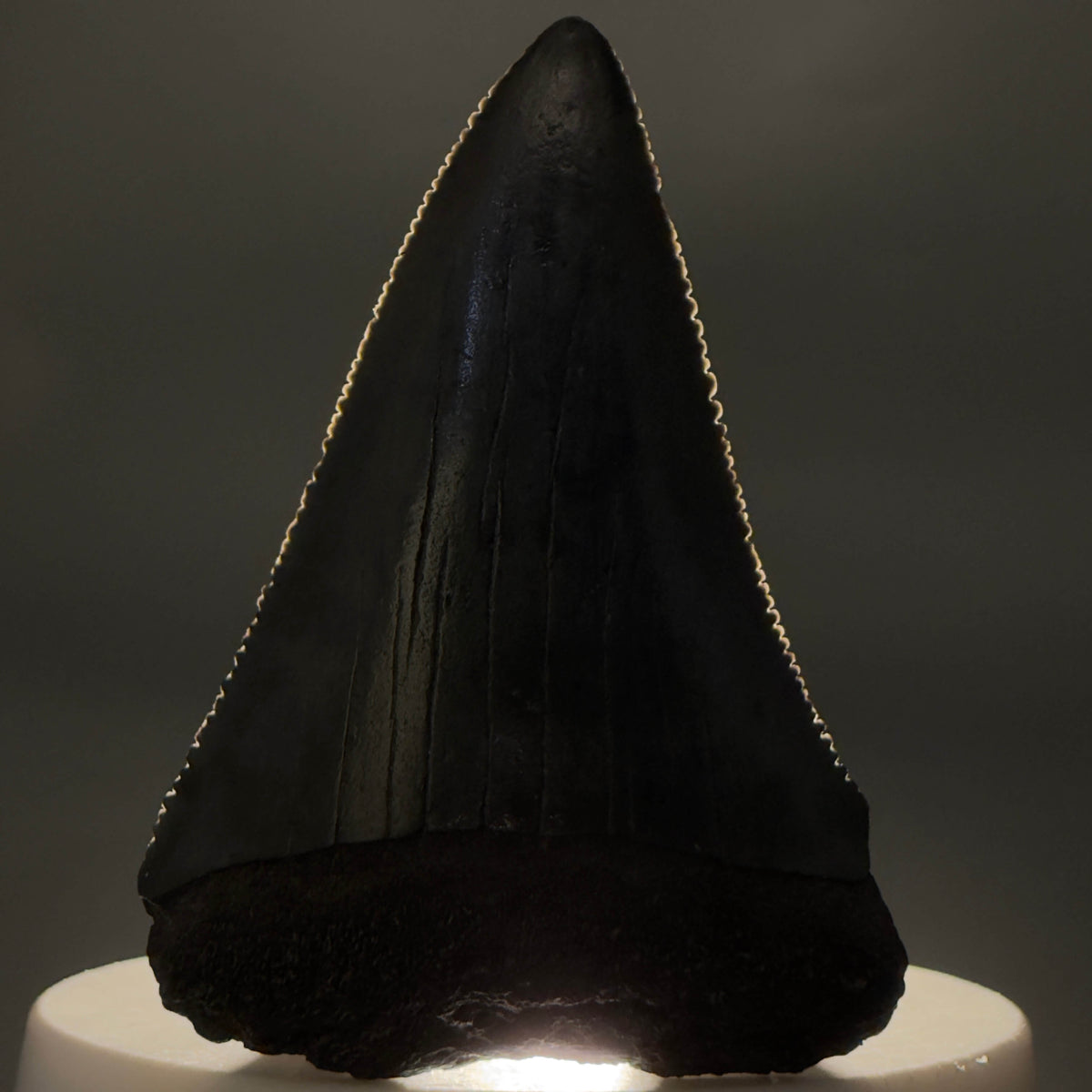 Front View Beautiful, serrated 2.13" Fossil Great White Shark Tooth - South Carolina megalodonteeth.com GW1388 - 1