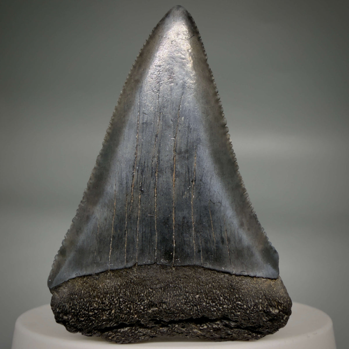Front View Beautiful, serrated 2.13" Fossil Great White Shark Tooth - South Carolina megalodonteeth.com GW1388 - 2