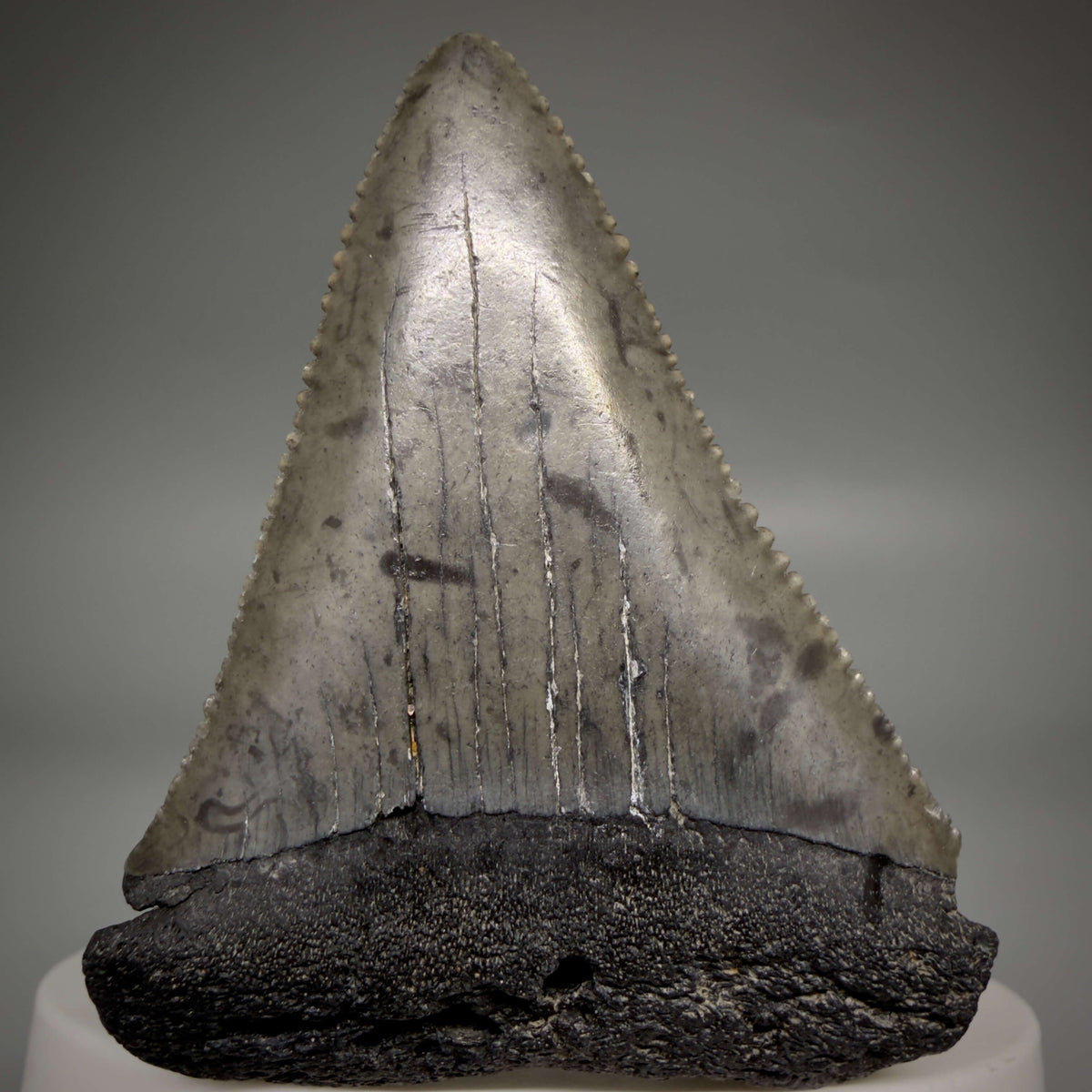 Front View Beautiful, serrated 2.17" Fossil Great White Shark Tooth - South Carolina megalodonteeth.com GW1389