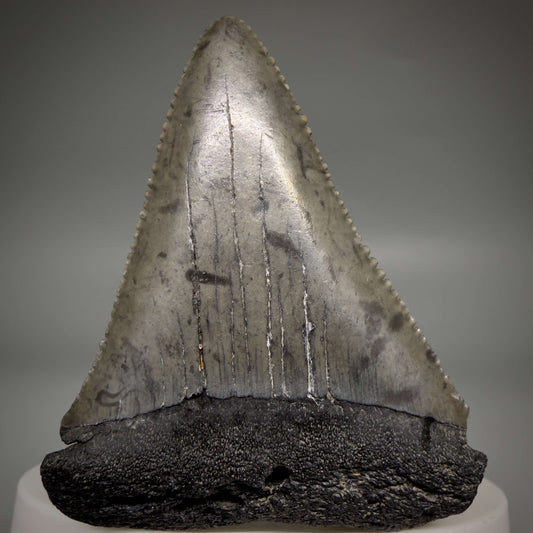Front View Beautiful, serrated 2.17" Fossil Great White Shark Tooth - South Carolina megalodonteeth.com GW1389