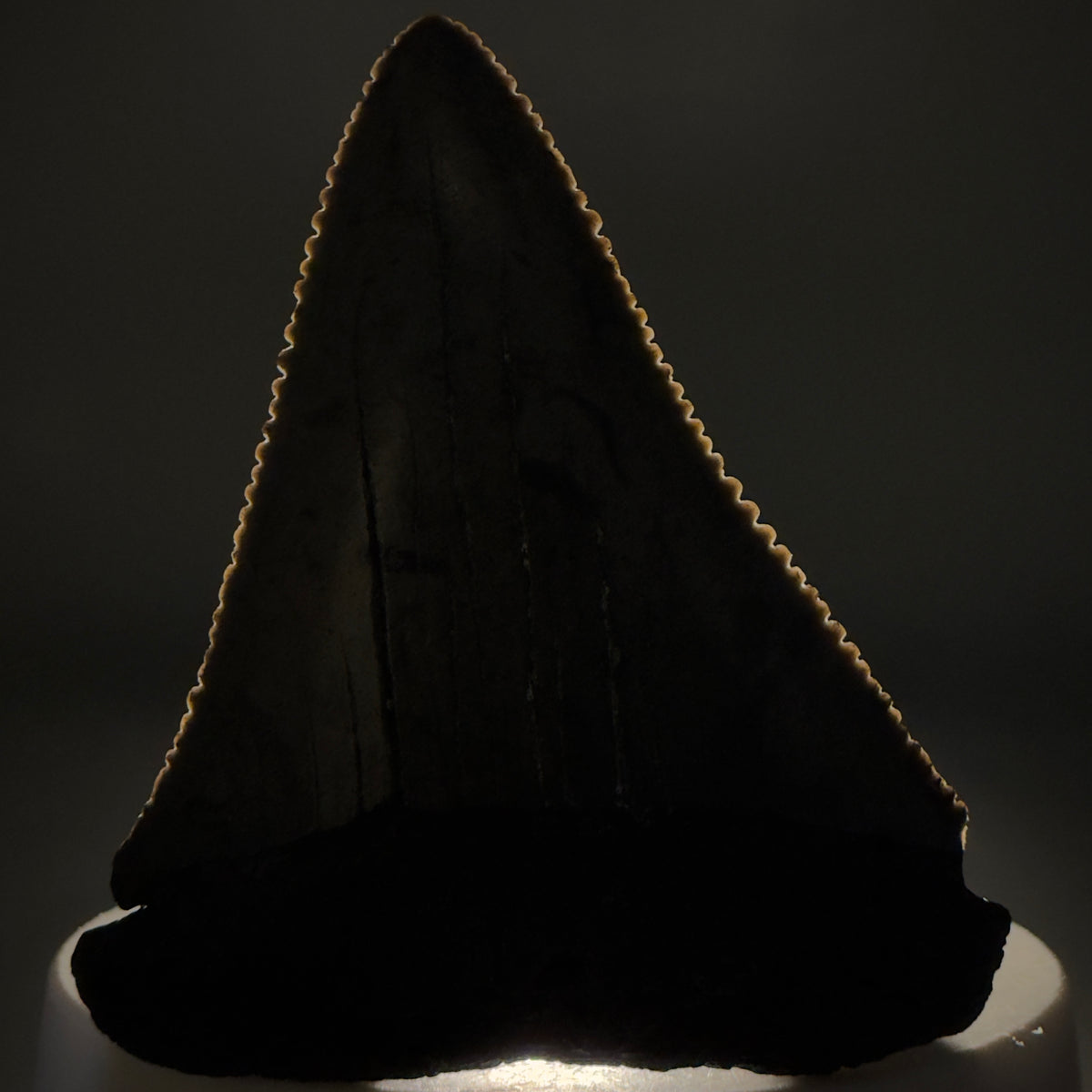 Front View Beautiful, serrated 2.17" Fossil Great White Shark Tooth - South Carolina megalodonteeth.com GW1389 - 1