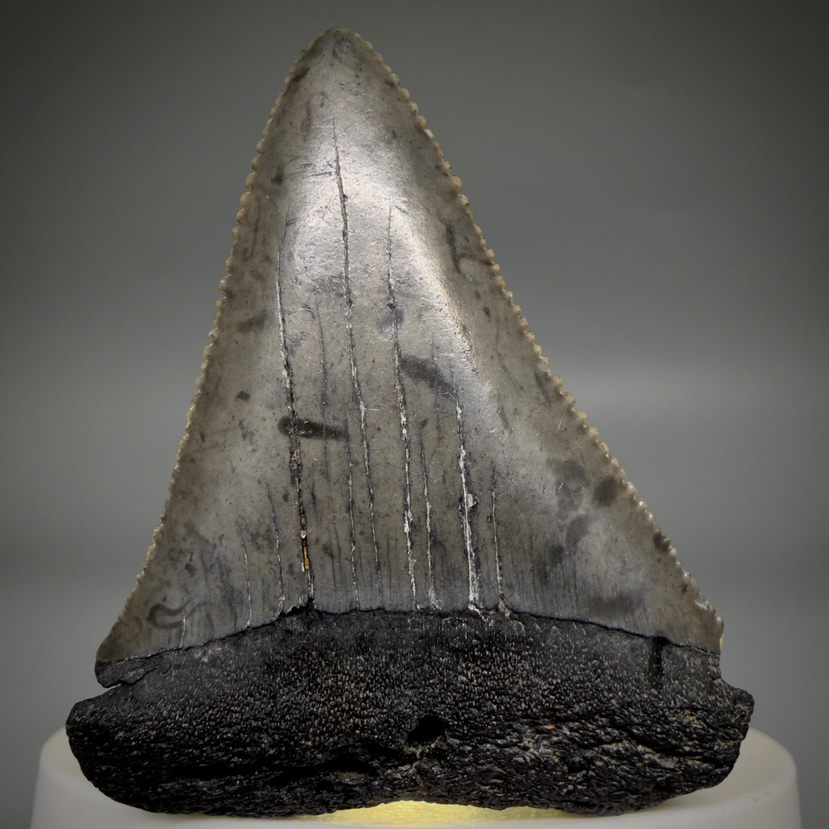 Front View Beautiful, serrated 2.17" Fossil Great White Shark Tooth - South Carolina megalodonteeth.com GW1389 - 2
