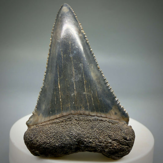 Front View Beautiful, serrated 2.21" Fossil Great White Shark Tooth - South Carolina megalodonteeth.com GW1403