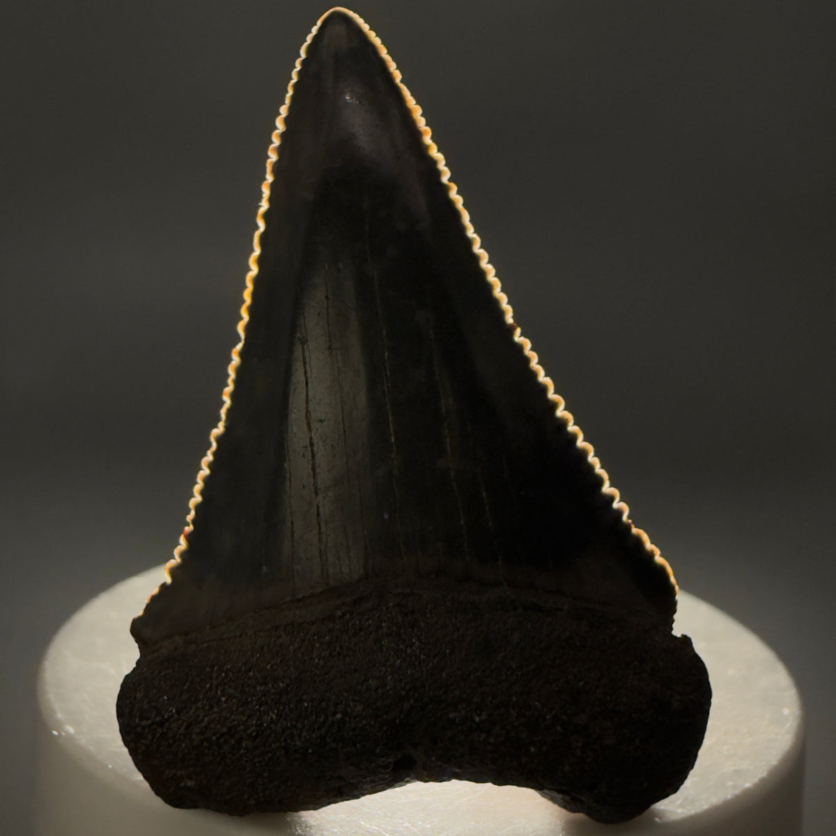 Front View Beautiful, serrated 2.21" Fossil Great White Shark Tooth - South Carolina megalodonteeth.com GW1403 - 1