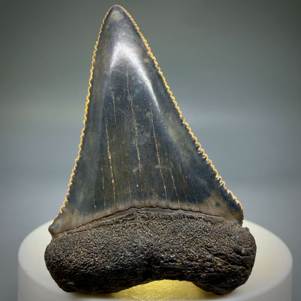 Front View Beautiful, serrated 2.21" Fossil Great White Shark Tooth - South Carolina megalodonteeth.com GW1403 - 2