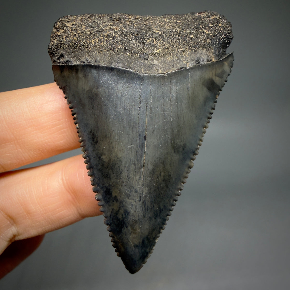 Front View Beautiful, serrated 2.22" Fossil Great White Shark Tooth - South Carolina megalodonteeth.com GW1390