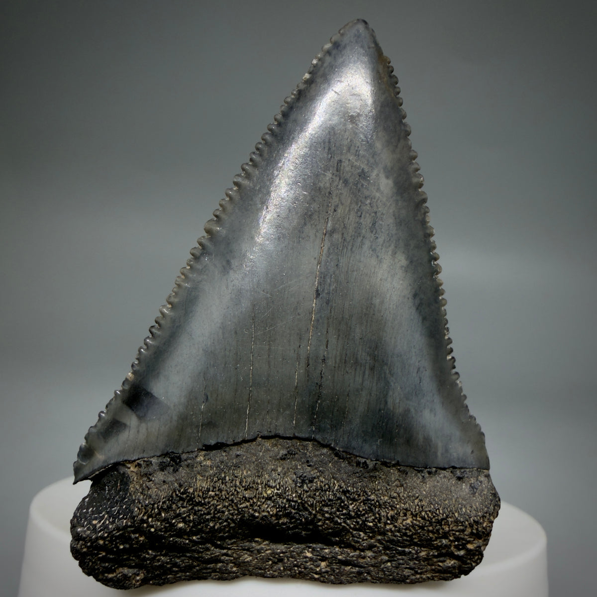 Front View Beautiful, serrated 2.22" Fossil Great White Shark Tooth - South Carolina megalodonteeth.com GW1390 - 1