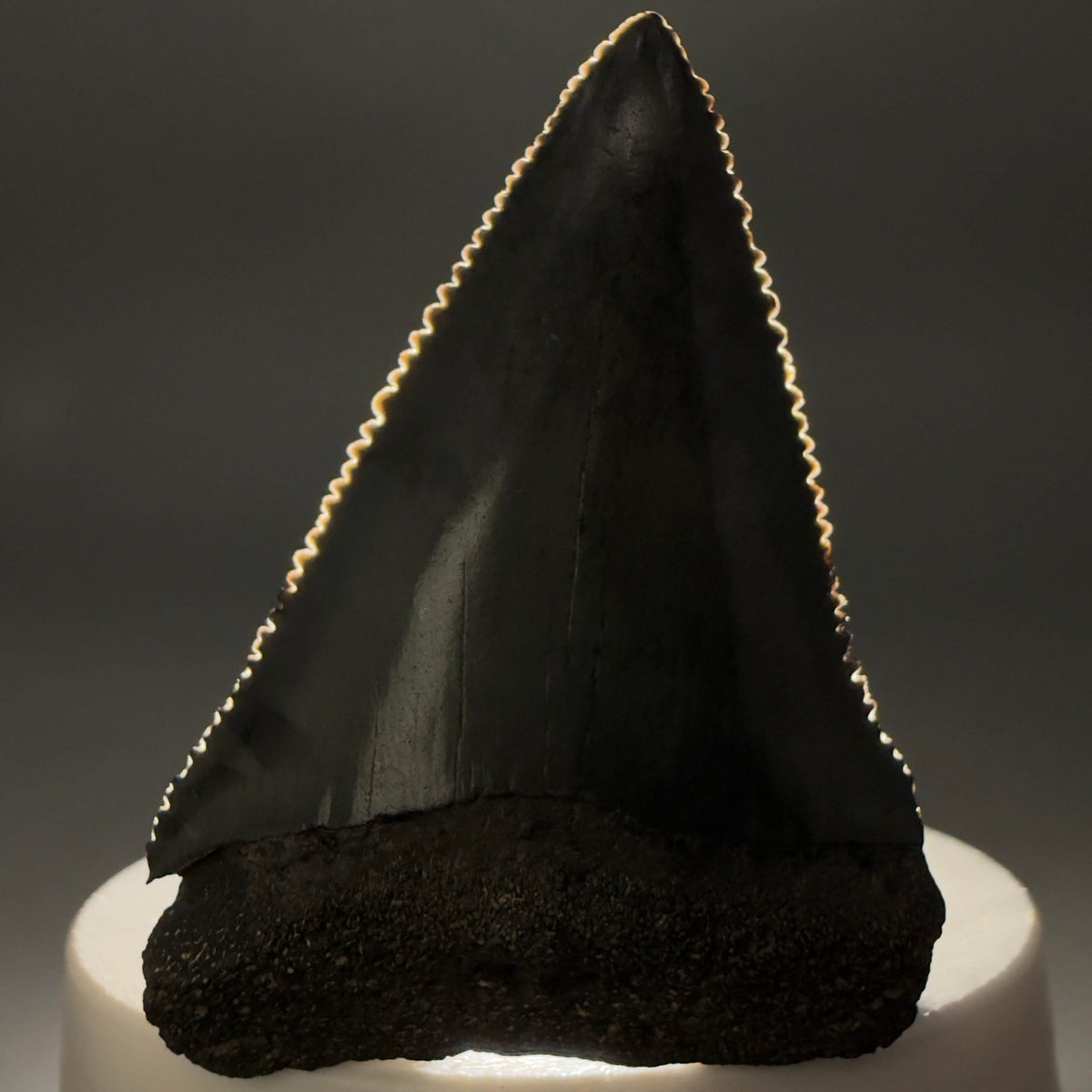 Front View Beautiful, serrated 2.22" Fossil Great White Shark Tooth - South Carolina megalodonteeth.com GW1390 - 2