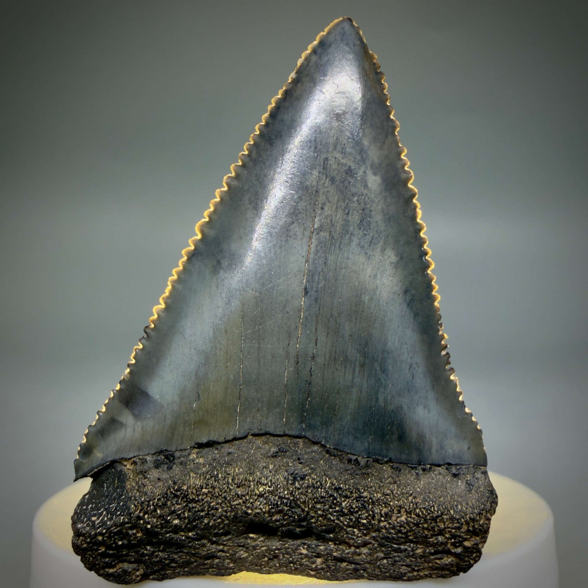 Front View Beautiful, serrated 2.22" Fossil Great White Shark Tooth - South Carolina megalodonteeth.com GW1390 - 3