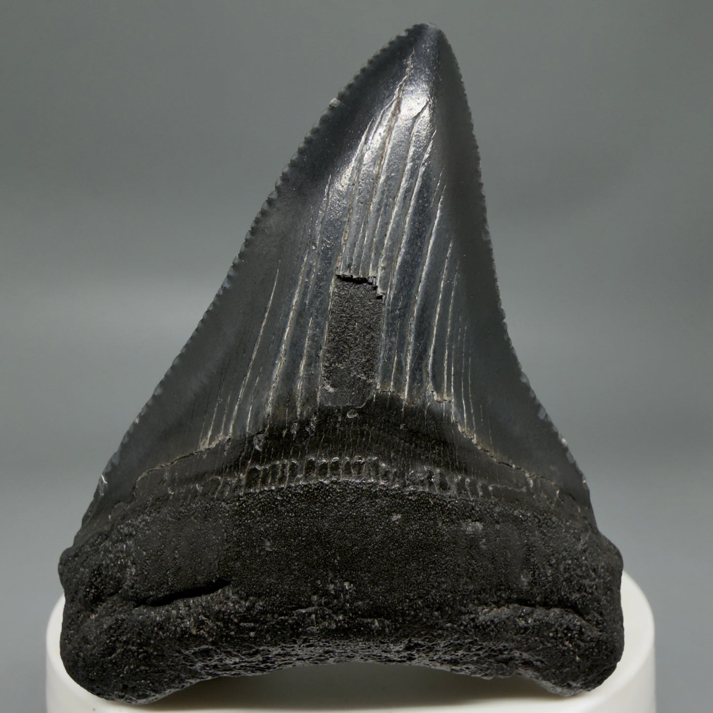 Front View Black 2.46" Fossil Megalodon Tooth – South Carolina River Find | Authentic CM6350