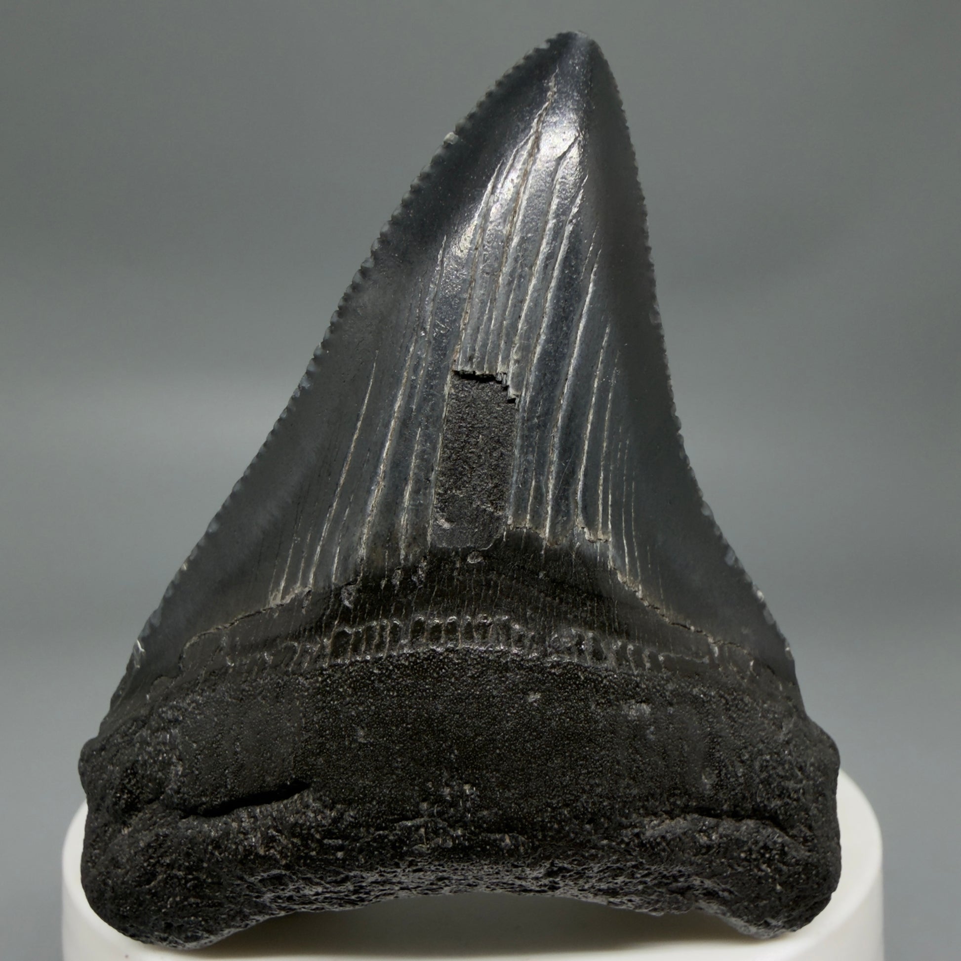 Front View Black 2.46" Fossil Megalodon Tooth – South Carolina River Find | Authentic CM6350