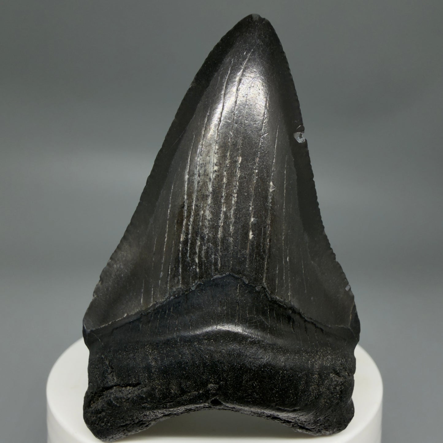 Front View Black 2.74" Fossil Megalodon Tooth – South Carolina River Find | Authentic CM6352