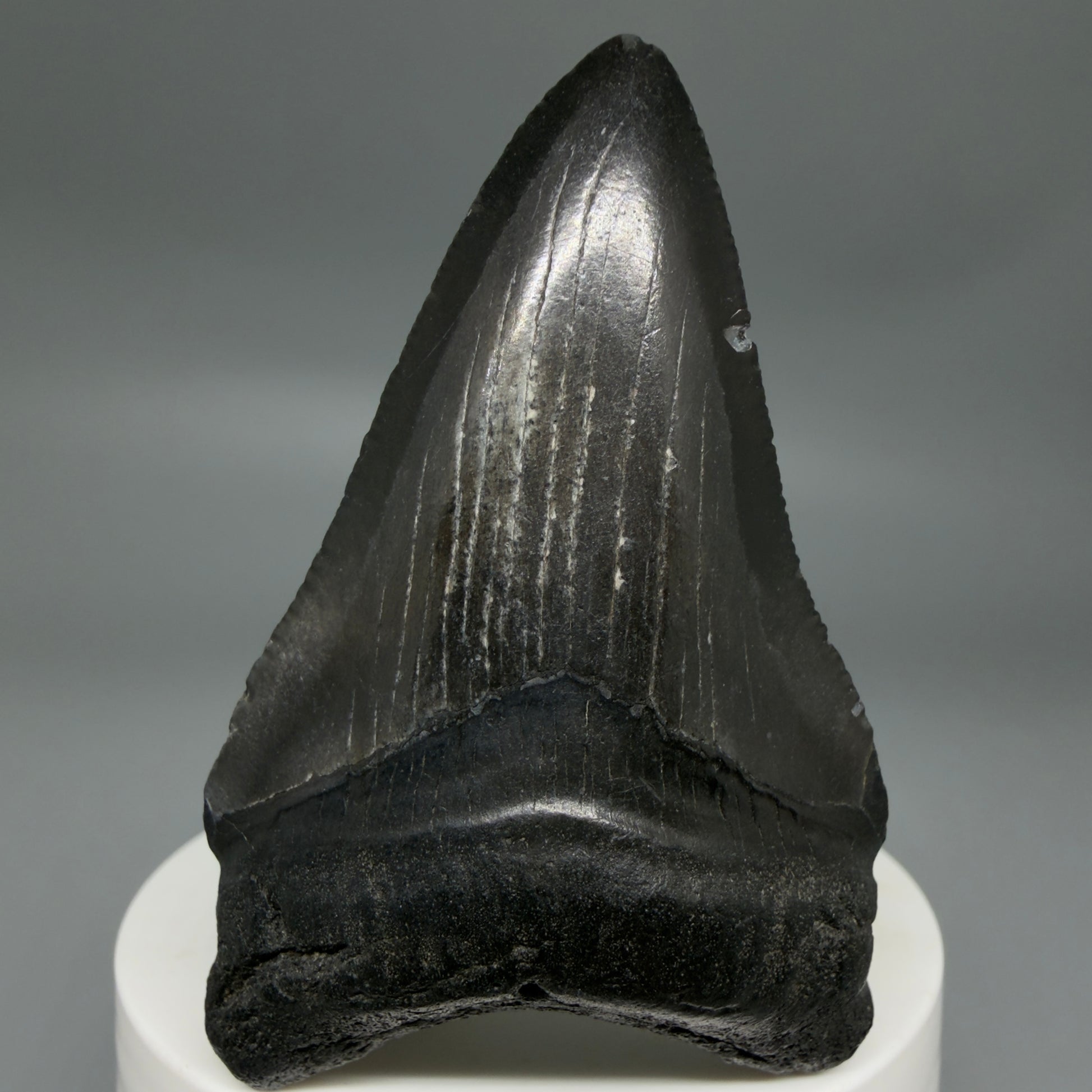 Front View Black 2.74" Fossil Megalodon Tooth – South Carolina River Find | Authentic CM6352