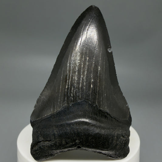 Front View Black 2.74" Fossil Megalodon Tooth – South Carolina River Find | Authentic CM6352