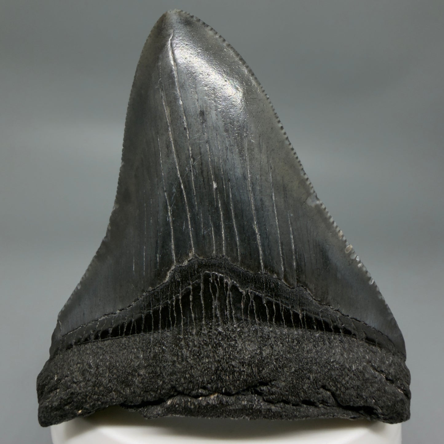 Front View Black 2.95" Fossil Megalodon Tooth – South Carolina River Find | Authentic CM6353