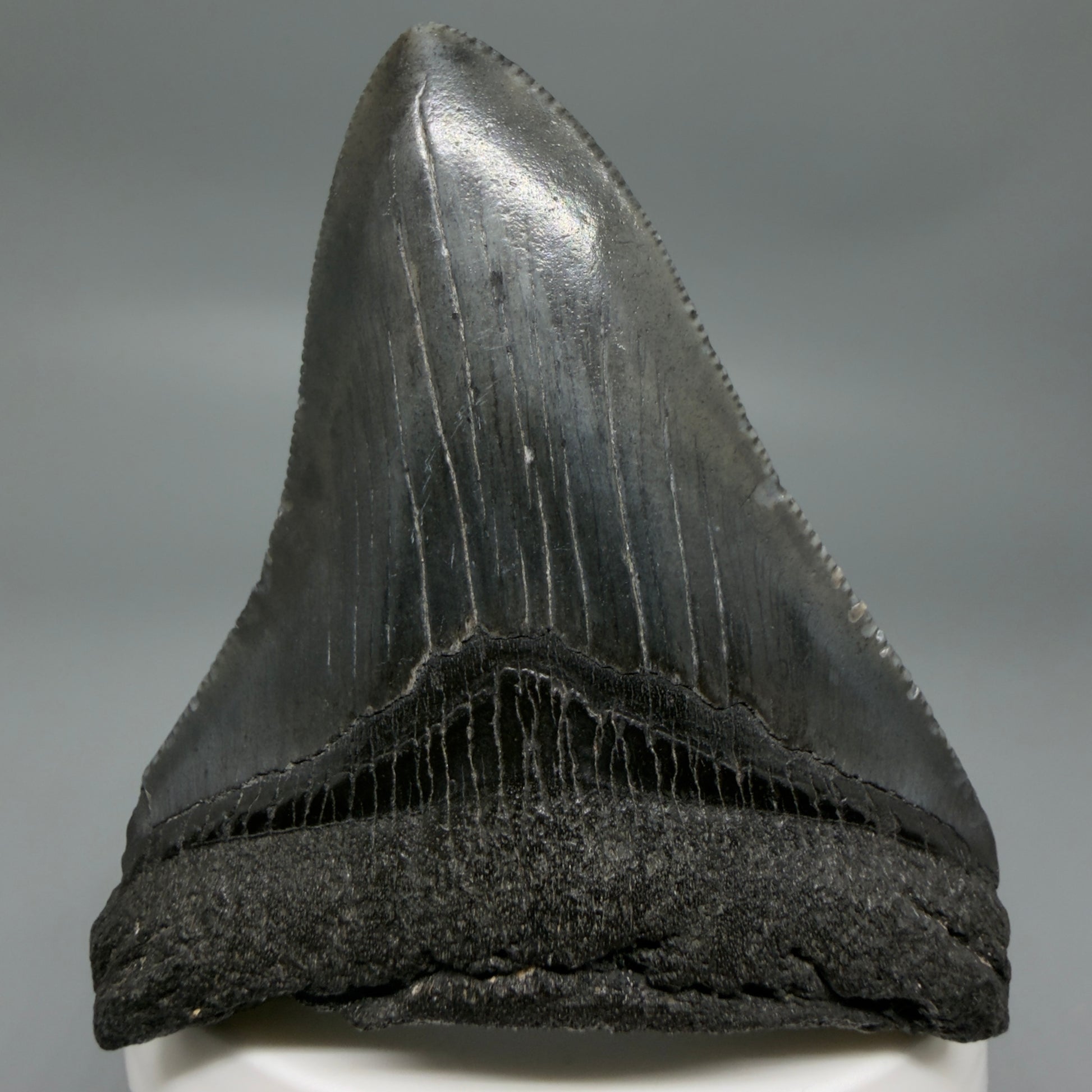 Front View Black 2.95" Fossil Megalodon Tooth – South Carolina River Find | Authentic CM6353