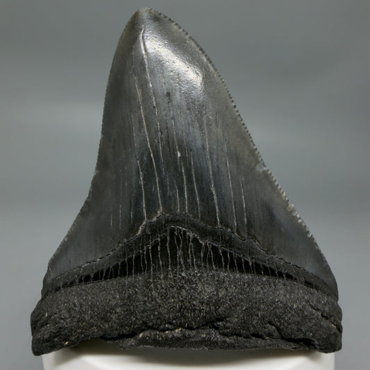 Front View Black 2.95" Fossil Megalodon Tooth – South Carolina River Find | Authentic CM6353